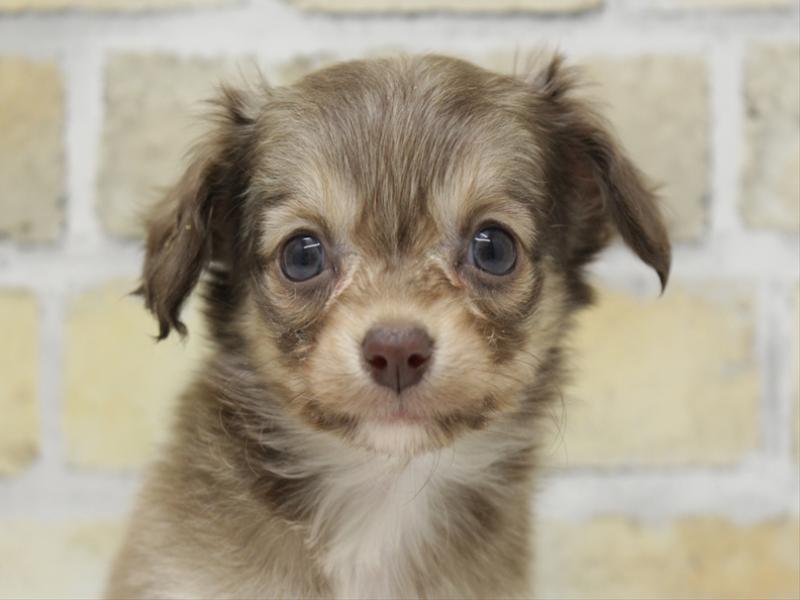 福岡県のチワックス(チワワ×ダックス) (ワンラブ福岡総本店/2025年10月20日生まれ/女の子/チョコレートタン)の子犬の1枚目の画像