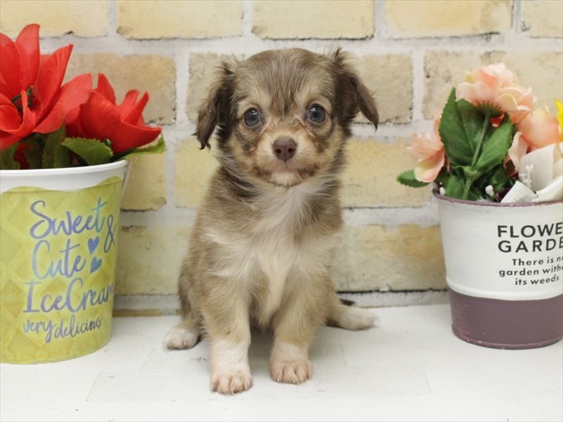 福岡県のチワックス(チワワ×ダックス) (ワンラブ福岡総本店/2025年10月20日生まれ/女の子/チョコレートタン)の子犬の3枚目の画像