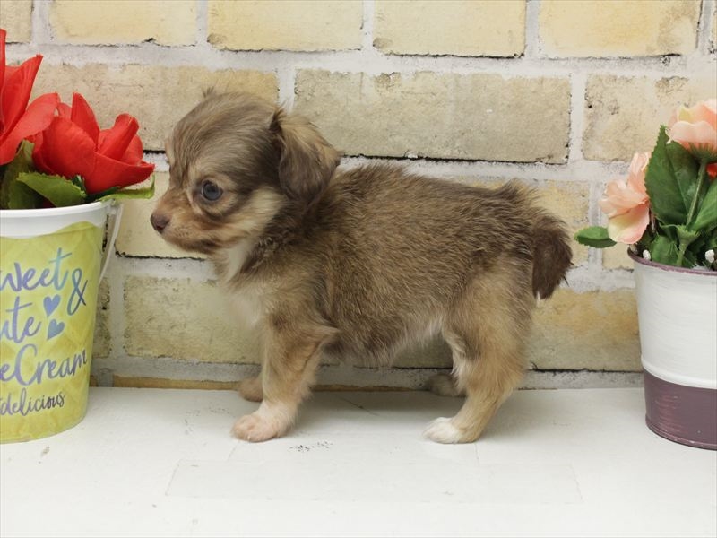 福岡県のチワックス(チワワ×ダックス) (ワンラブ福岡総本店/2025年10月20日生まれ/女の子/チョコレートタン)の子犬の2枚目の画像