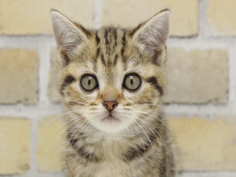 福岡県のアメリカンショートヘアー (ワンラブ福岡総本店/2025年10月18日生まれ/女の子/ブラウンタビー)の子猫の1枚目の画像