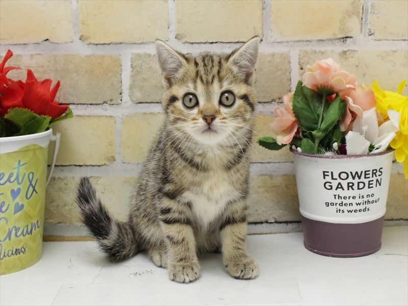 福岡県のアメリカンショートヘアー (ワンラブ福岡総本店/2025年10月18日生まれ/女の子/ブラウンタビー)の子猫の3枚目の画像