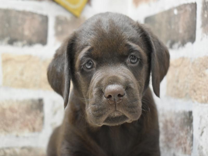 岐阜県のラブラドールレトリーバー (ワンラブおっきなもふもふ岐阜総本店(FC)/2025年10月20日生まれ/女の子/チョコレート)の子犬の1枚目の画像