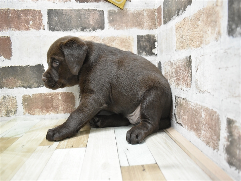 岐阜県のラブラドールレトリーバー (ワンラブおっきなもふもふ岐阜総本店(FC)/2025年10月20日生まれ/女の子/チョコレート)の子犬の3枚目の画像