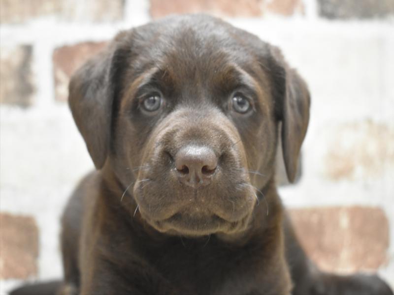 愛知県のラブラドールレトリーバー (ワンラブ星崎店(FC)/2025年10月20日生まれ/女の子/チョコレート)の子犬の1枚目の画像