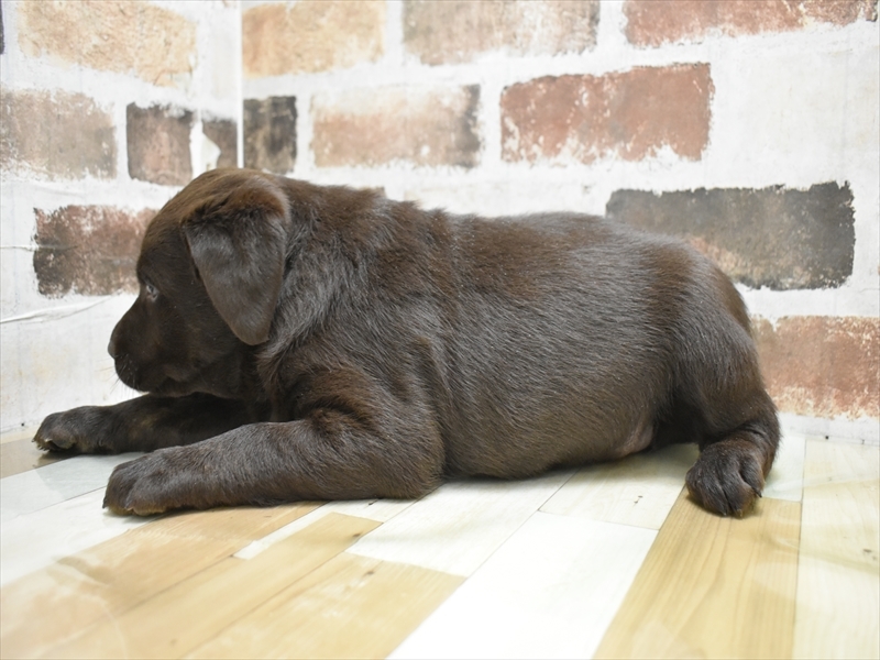 愛知県のラブラドールレトリーバー (ワンラブ星崎店(FC)/2025年10月20日生まれ/女の子/チョコレート)の子犬の3枚目の画像