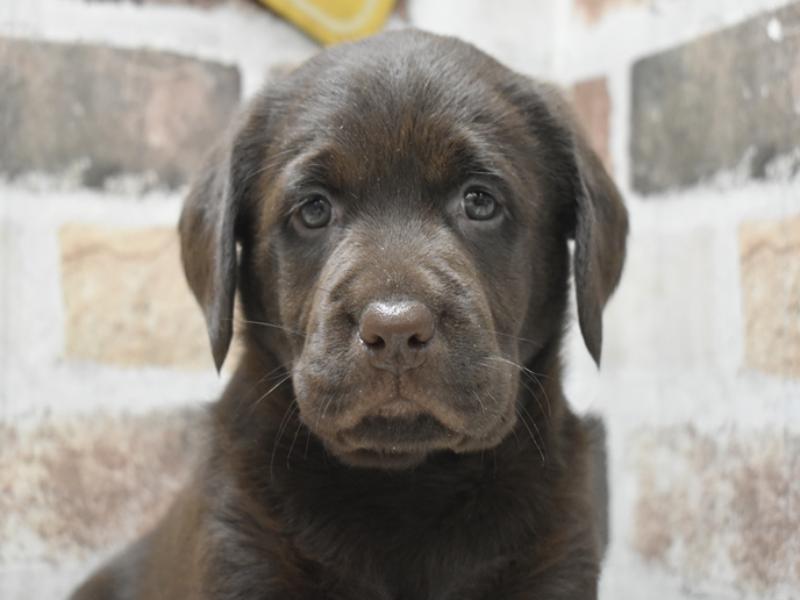 大阪府のラブラドールレトリーバー (ワンラブおっきなもふもふ大阪総本店(FC)/2025年10月20日生まれ/女の子/チョコレート)の子犬の1枚目の画像