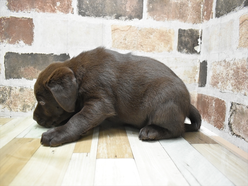 大阪府のラブラドールレトリーバー (ワンラブおっきなもふもふ大阪総本店(FC)/2025年10月20日生まれ/女の子/チョコレート)の子犬の3枚目の画像