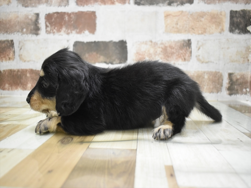 愛知県のミニチュアダックスフンド(ロング) (ワンラブ名古屋守山インター総本店/2025年10月22日生まれ/男の子/ブラックイエロー)の子犬の3枚目の画像