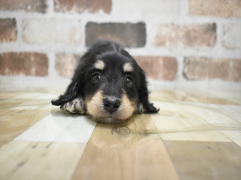 愛知県のミニチュアダックスフンド(ロング) (ワンラブ名古屋守山インター総本店/2025年10月22日生まれ/男の子/ブラックイエロー)の子犬の2枚目の画像