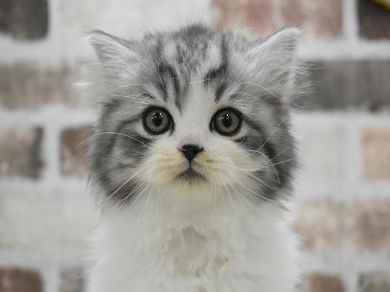 岐阜県のスコティッシュストレート (ワンラブイオンモール土岐店/2025年10月20日生まれ/男の子/ブルータビーホワイト)の子猫の1枚目の画像