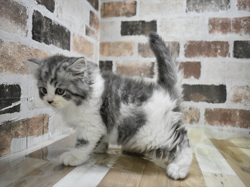 岐阜県のスコティッシュストレート (ワンラブイオンモール土岐店/2025年10月20日生まれ/男の子/ブルータビーホワイト)の子猫の3枚目の画像