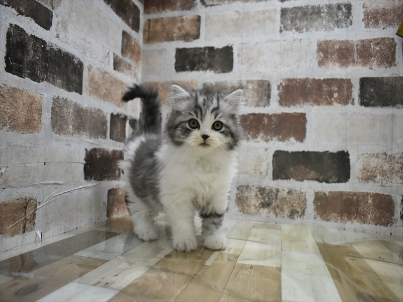 岐阜県のスコティッシュストレート (ワンラブイオンモール土岐店/2025年10月20日生まれ/男の子/ブルータビーホワイト)の子猫の2枚目の画像