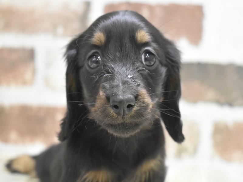 愛知県のミニチュアダックスフンド(ロング) (ワンラブ名古屋守山インター総本店/2025年10月21日生まれ/女の子/ブラックタン)の子犬の1枚目の画像