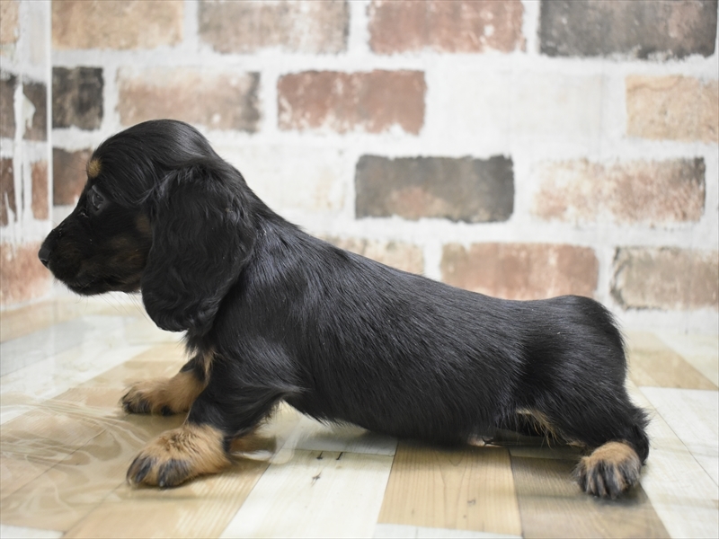 愛知県のミニチュアダックスフンド(ロング) (ワンラブ名古屋守山インター総本店/2025年10月21日生まれ/女の子/ブラックタン)の子犬の3枚目の画像