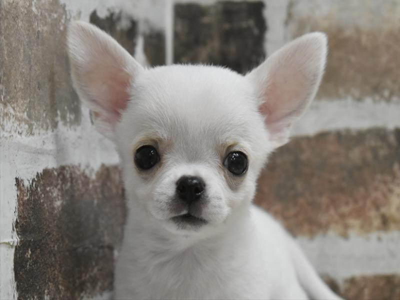 愛知県のチワワ(ロング) (ワンラブららぽーと安城店/2025年10月21日生まれ/男の子/ホワイトクリーム)の子犬の1枚目の画像