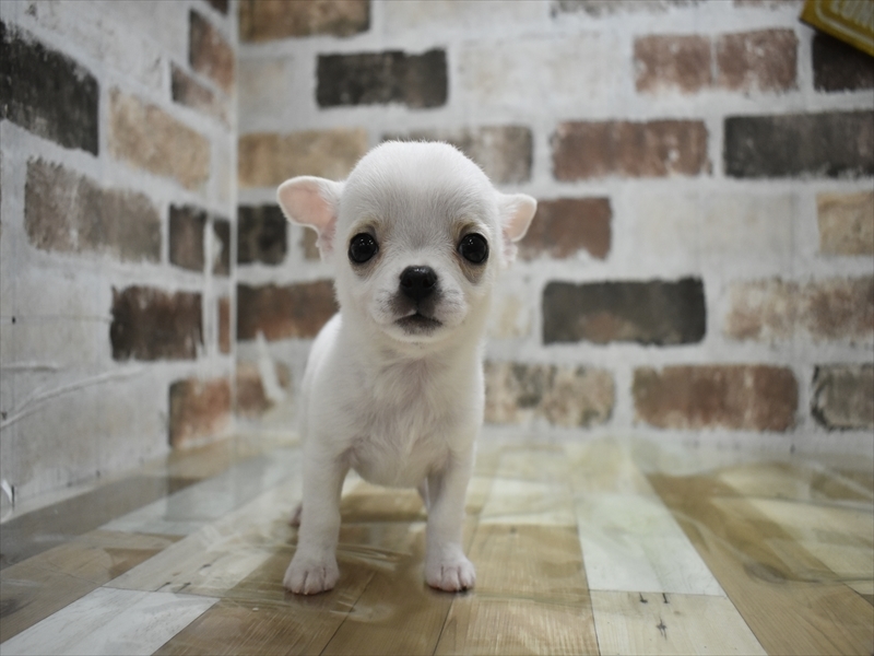 愛知県のチワワ(ロング) (ワンラブららぽーと安城店/2025年10月21日生まれ/男の子/ホワイトクリーム)の子犬の2枚目の画像