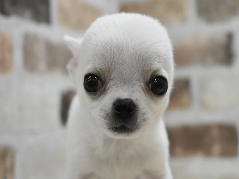 岐阜県のチワワ(ロング) (ワンラブイオンモール土岐店/2025年10月21日生まれ/男の子/ホワイトクリーム)の子犬の1枚目の画像
