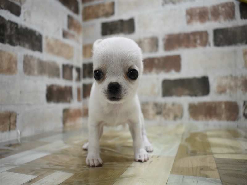 岐阜県のチワワ(ロング) (ワンラブイオンモール土岐店/2025年10月21日生まれ/男の子/ホワイトクリーム)の子犬の2枚目の画像