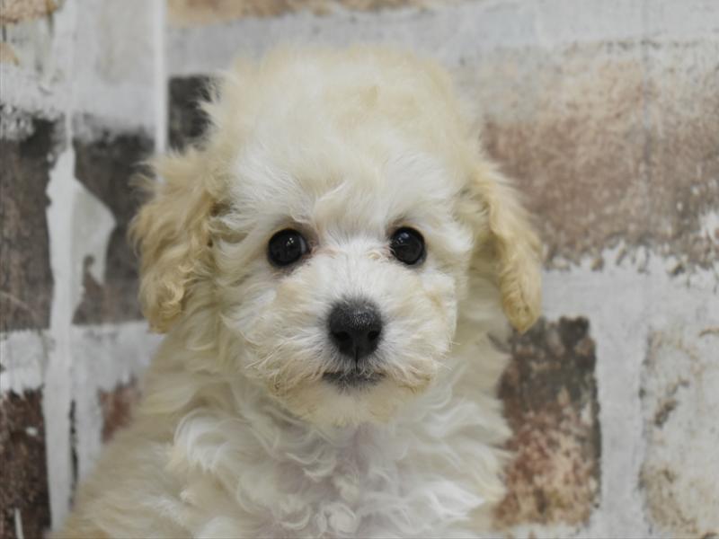愛知県のトイプードル(トイ) (ワンラブ名古屋守山インター総本店/2025年10月20日生まれ/女の子/ホワイト)の子犬の1枚目の画像