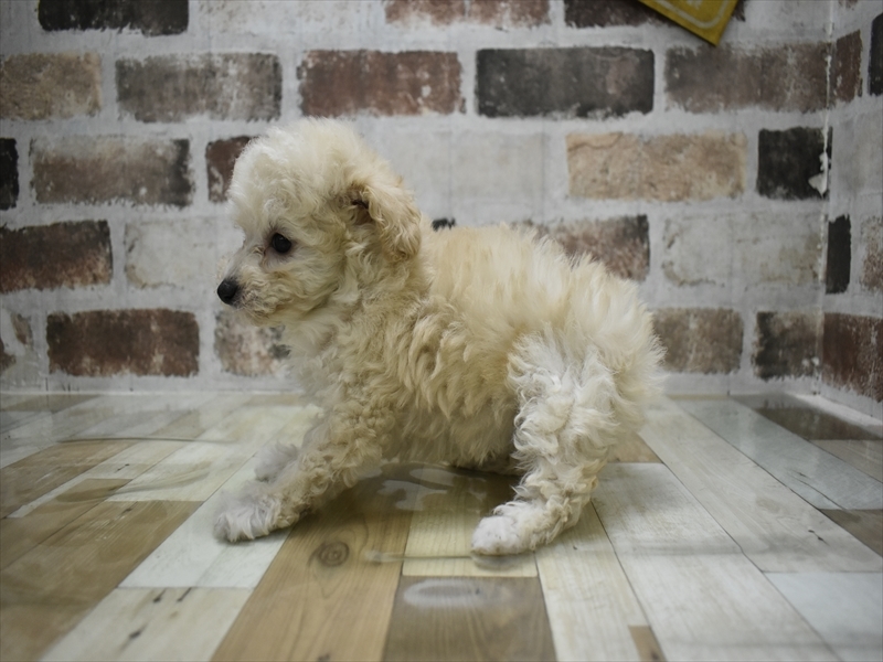 愛知県のトイプードル(トイ) (ワンラブ名古屋守山インター総本店/2025年10月20日生まれ/女の子/ホワイト)の子犬の3枚目の画像