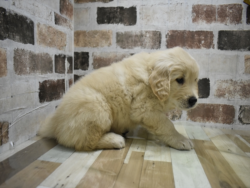 岐阜県のゴールデンレトリバー (ワンラブおっきなもふもふ岐阜総本店(FC)/2025年10月22日生まれ/女の子/クリーム)の子犬の3枚目の画像