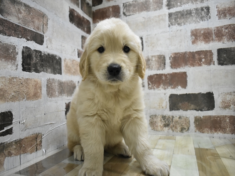 岐阜県のゴールデンレトリバー (ワンラブおっきなもふもふ岐阜総本店(FC)/2025年10月22日生まれ/女の子/クリーム)の子犬の2枚目の画像