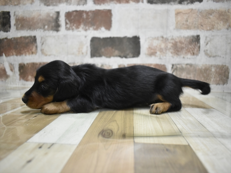愛知県のミニチュアダックスフンド(ロング) (ワンラブペッツビレッジ アピタ刈谷店(FC)/2025年10月22日生まれ/女の子/ブラックタン)の子犬の3枚目の画像