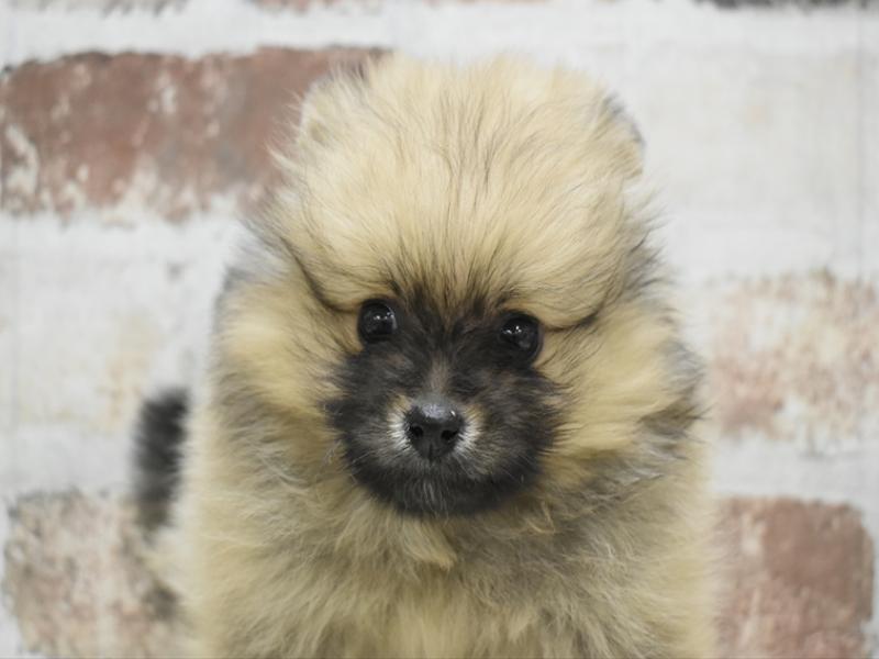 愛知県のポメラニアン (ワンラブ名古屋守山インター総本店/2025年10月21日生まれ/女の子/オレンジセーブル)の子犬の1枚目の画像