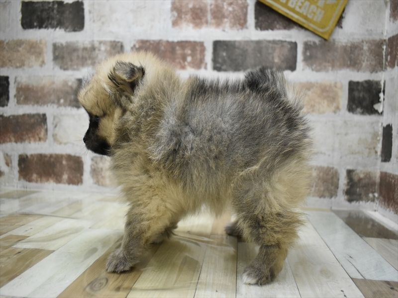 愛知県のポメラニアン (ワンラブ名古屋守山インター総本店/2025年10月21日生まれ/女の子/オレンジセーブル)の子犬の3枚目の画像