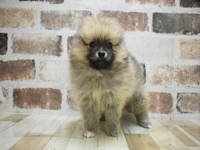 愛知県のポメラニアン (ワンラブ名古屋守山インター総本店/2025年10月21日生まれ/女の子/オレンジセーブル)の子犬の2枚目の画像