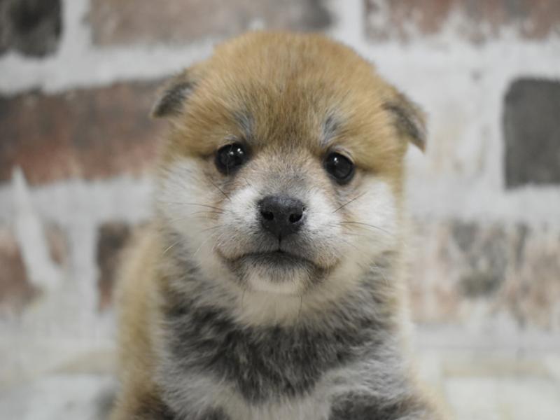 愛知県の柴犬(標準サイズ) (ワンラブ名古屋守山インター総本店/2025年10月21日生まれ/女の子/赤)の子犬の1枚目の画像