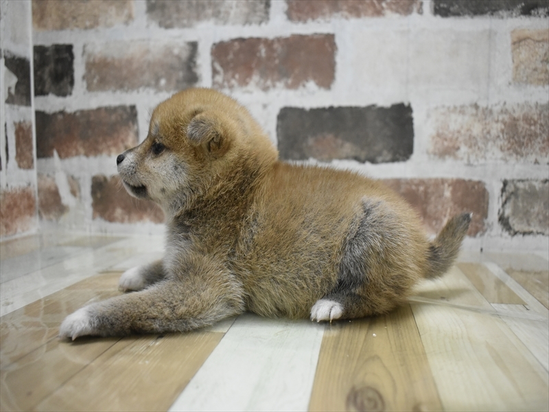愛知県の柴犬(標準サイズ) (ワンラブ名古屋守山インター総本店/2025年10月21日生まれ/女の子/赤)の子犬の3枚目の画像