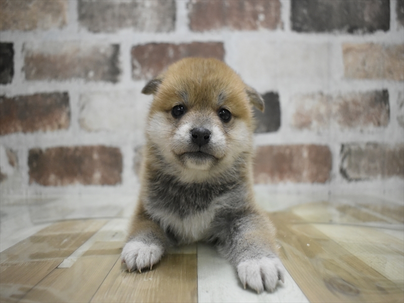 愛知県の柴犬(標準サイズ) (ワンラブ名古屋守山インター総本店/2025年10月21日生まれ/女の子/赤)の子犬の2枚目の画像