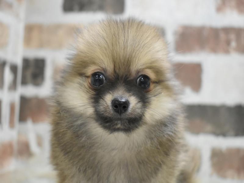 愛知県のポメチワ/チワポメ/ポメチー(ポメラニアン×チワワ) (ワンラブドン・キホーテ緑店(FC)/2025年10月18日生まれ/男の子/オレンジ)の子犬の1枚目の画像