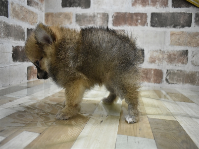 愛知県のポメチワ/チワポメ/ポメチー(ポメラニアン×チワワ) (ワンラブドン・キホーテ緑店(FC)/2025年10月18日生まれ/男の子/オレンジ)の子犬の3枚目の画像