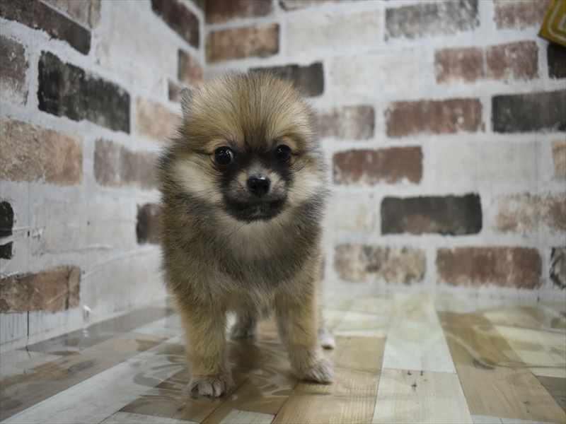 愛知県のポメチワ/チワポメ/ポメチー(ポメラニアン×チワワ) (ワンラブドン・キホーテ緑店(FC)/2025年10月18日生まれ/男の子/オレンジ)の子犬の2枚目の画像