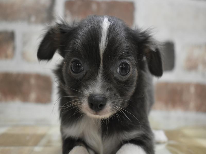 三重県のチワワ(ロング) (ワンラブカインズ明和店(FC)/2025年10月22日生まれ/男の子/ブルーホワイト)の子犬の1枚目の画像