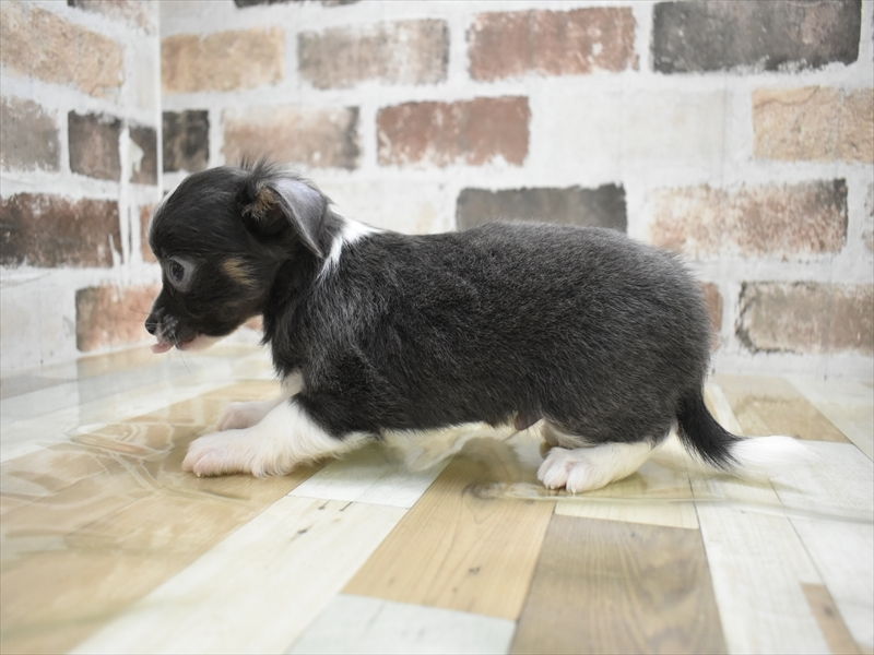 三重県のチワワ(ロング) (ワンラブカインズ明和店(FC)/2025年10月22日生まれ/男の子/ブルーホワイト)の子犬の3枚目の画像