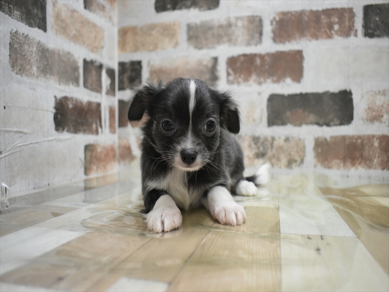 三重県のチワワ(ロング) (ワンラブカインズ明和店(FC)/2025年10月22日生まれ/男の子/ブルーホワイト)の子犬の2枚目の画像