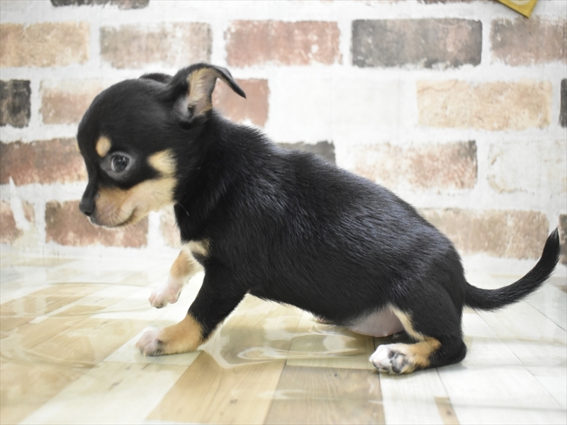 三重県のチワワ(ロング) (ワンラブバローミタス伊勢店(FC)/2025年10月22日生まれ/女の子/ブラックタン)の子犬の3枚目の画像