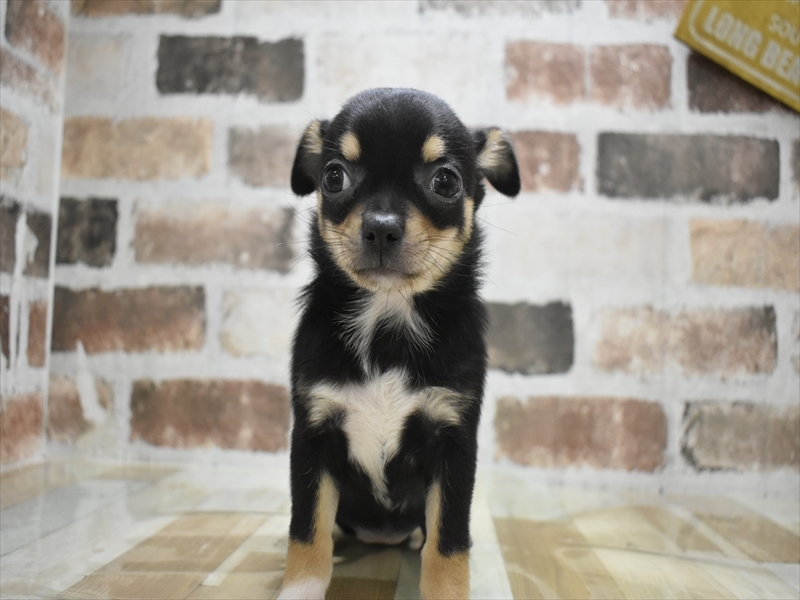 三重県のチワワ(ロング) (ワンラブバローミタス伊勢店(FC)/2025年10月22日生まれ/女の子/ブラックタン)の子犬の2枚目の画像