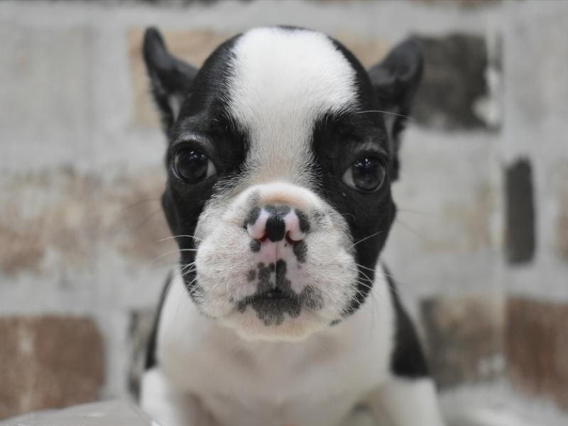愛知県のフレンチブルドッグ (ワンラブ名古屋守山インター総本店/2025年10月18日生まれ/男の子/パイド)の子犬の1枚目の画像