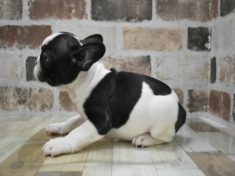 愛知県のフレンチブルドッグ (ワンラブ名古屋守山インター総本店/2025年10月18日生まれ/男の子/パイド)の子犬の3枚目の画像