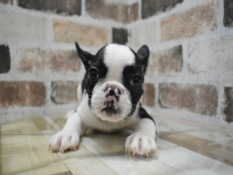 愛知県のフレンチブルドッグ (ワンラブ名古屋守山インター総本店/2025年10月18日生まれ/男の子/パイド)の子犬の2枚目の画像