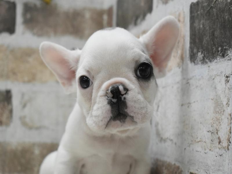 愛知県のフレンチブルドッグ (ワンラブ名古屋守山インター総本店/2025年10月18日生まれ/男の子/パイド)の子犬の1枚目の画像
