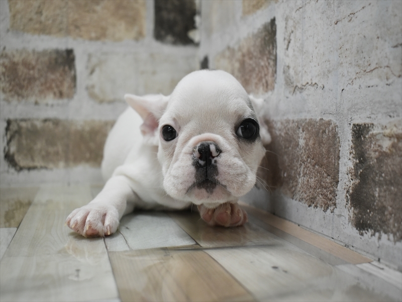 愛知県のフレンチブルドッグ (ワンラブ名古屋守山インター総本店/2025年10月18日生まれ/男の子/パイド)の子犬の2枚目の画像