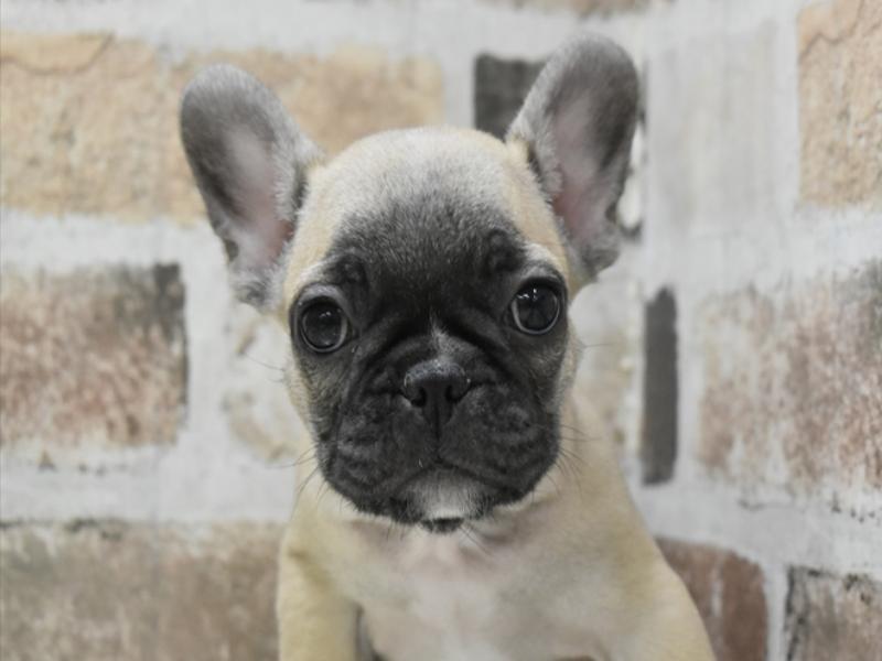 愛知県のフレンチブルドッグ (ワンラブ名古屋守山インター総本店/2025年10月18日生まれ/男の子/フォーン)の子犬の1枚目の画像