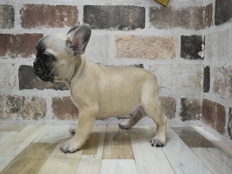 愛知県のフレンチブルドッグ (ワンラブ名古屋守山インター総本店/2025年10月18日生まれ/男の子/フォーン)の子犬の3枚目の画像