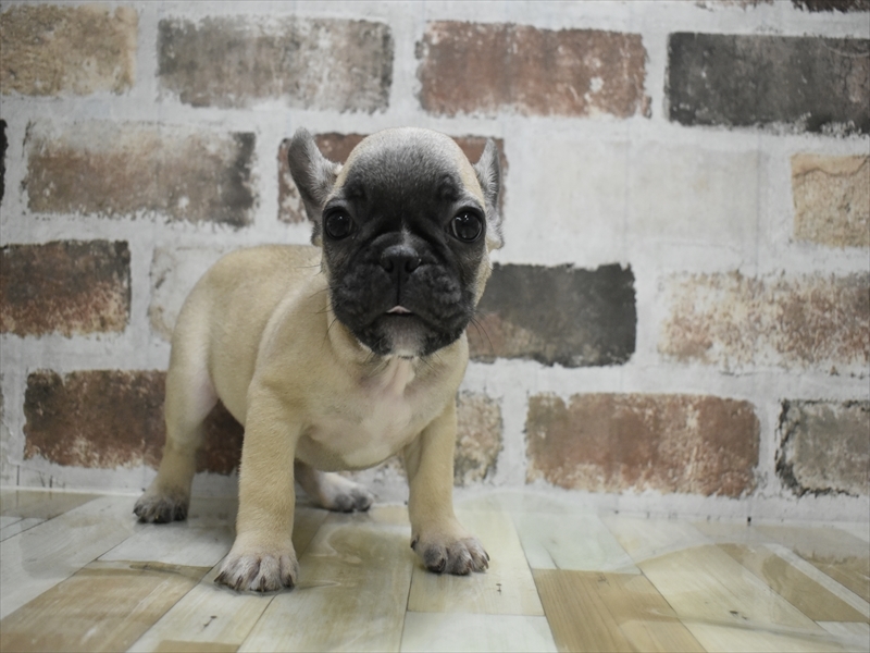 愛知県のフレンチブルドッグ (ワンラブ名古屋守山インター総本店/2025年10月18日生まれ/男の子/フォーン)の子犬の2枚目の画像