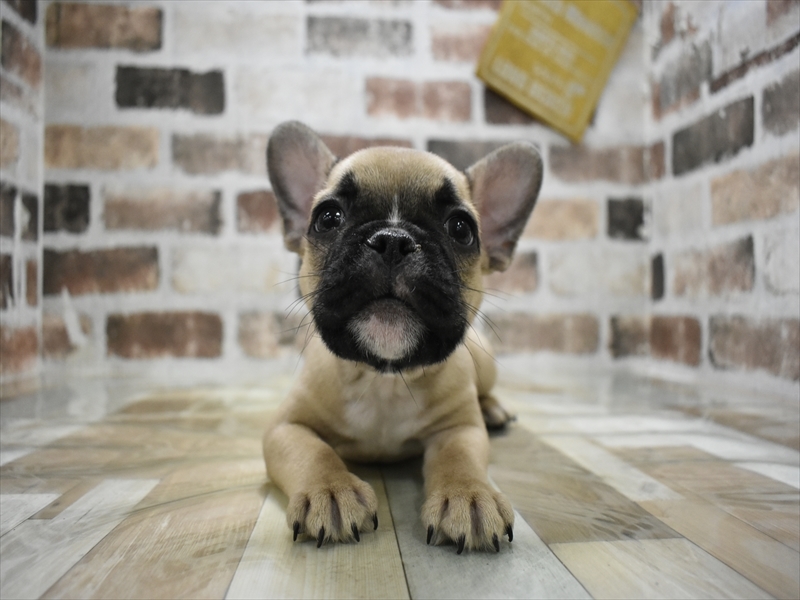 愛知県のフレンチブルドッグ (ワンラブ名古屋守山インター総本店/2025年10月18日生まれ/男の子/フォーン)の子犬の2枚目の画像
